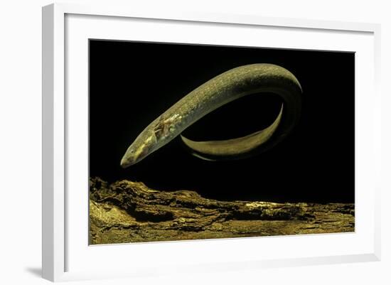 Siren Intermedia (Lesser Siren)-Paul Starosta-Framed Photographic Print