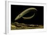 Siren Intermedia (Lesser Siren)-Paul Starosta-Framed Photographic Print