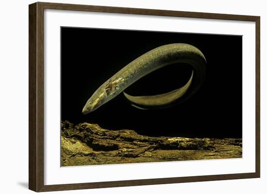 Siren Intermedia (Lesser Siren)-Paul Starosta-Framed Photographic Print