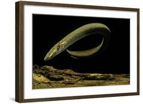 Siren Intermedia (Lesser Siren)-Paul Starosta-Framed Photographic Print