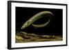 Siren Intermedia (Lesser Siren)-Paul Starosta-Framed Photographic Print