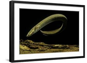 Siren Intermedia (Lesser Siren)-Paul Starosta-Framed Photographic Print