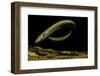 Siren Intermedia (Lesser Siren)-Paul Starosta-Framed Photographic Print