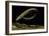 Siren Intermedia (Lesser Siren)-Paul Starosta-Framed Photographic Print