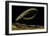 Siren Intermedia (Lesser Siren)-Paul Starosta-Framed Photographic Print