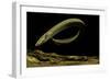 Siren Intermedia (Lesser Siren)-Paul Starosta-Framed Photographic Print