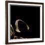 Siren Intermedia (Lesser Siren)-Paul Starosta-Framed Photographic Print