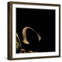 Siren Intermedia (Lesser Siren)-Paul Starosta-Framed Photographic Print