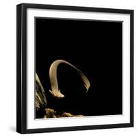 Siren Intermedia (Lesser Siren)-Paul Starosta-Framed Photographic Print