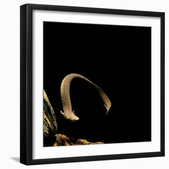Siren Intermedia (Lesser Siren)-Paul Starosta-Framed Photographic Print