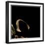 Siren Intermedia (Lesser Siren)-Paul Starosta-Framed Photographic Print