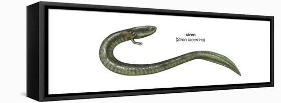 Siren (Siren Lacertina), Amphibians-Encyclopaedia Britannica-Framed Stretched Canvas