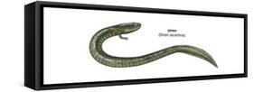 Siren (Siren Lacertina), Amphibians-Encyclopaedia Britannica-Framed Stretched Canvas