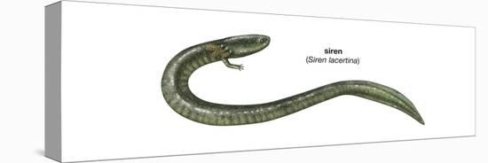 Siren (Siren Lacertina), Amphibians-Encyclopaedia Britannica-Stretched Canvas