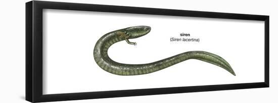 Siren (Siren Lacertina), Amphibians-Encyclopaedia Britannica-Framed Poster