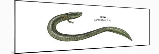 Siren (Siren Lacertina), Amphibians-Encyclopaedia Britannica-Mounted Poster