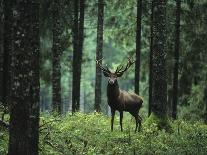 Elk in Forest-sirtravelalot-Photographic Print