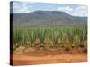 Sisal Crop, Kenya, East Africa, Africa-Harding Robert-Stretched Canvas