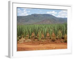 Sisal Crop, Kenya, East Africa, Africa-Harding Robert-Framed Photographic Print