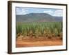 Sisal Crop, Kenya, East Africa, Africa-Harding Robert-Framed Photographic Print