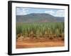 Sisal Crop, Kenya, East Africa, Africa-Harding Robert-Framed Photographic Print