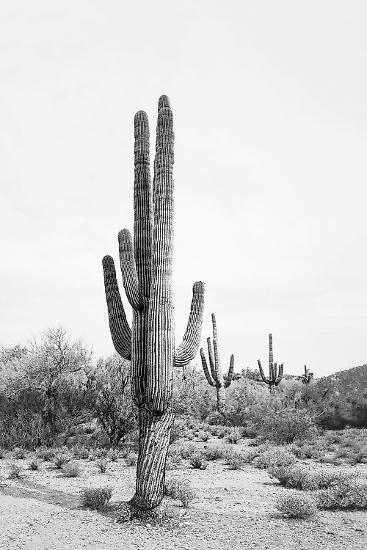 Photo, , large