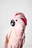 Pink Cockatoo-Sisi and Seb-Photo