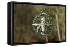 Siskin and Tits on Squirrel Proof Globe Bird Feeder-null-Framed Stretched Canvas