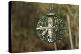 Siskin and Tits on Squirrel Proof Globe Bird Feeder-null-Stretched Canvas