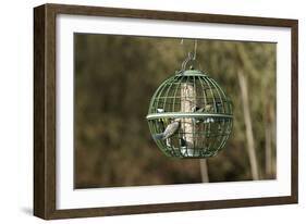 Siskin and Tits on Squirrel Proof Globe Bird Feeder-null-Framed Photographic Print