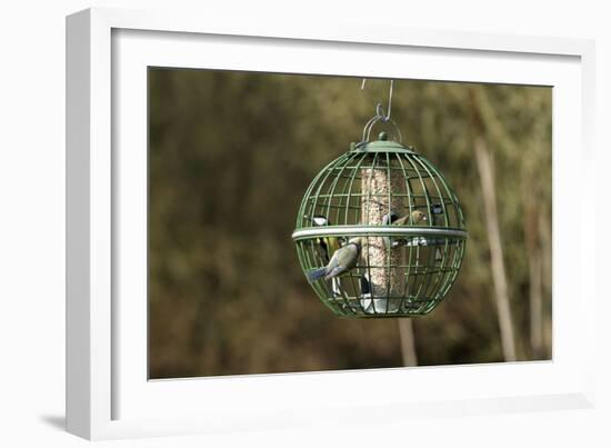 Siskin and Tits on Squirrel Proof Globe Bird Feeder-null-Framed Photographic Print