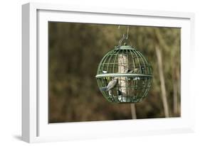 Siskin and Tits on Squirrel Proof Globe Bird Feeder-null-Framed Photographic Print