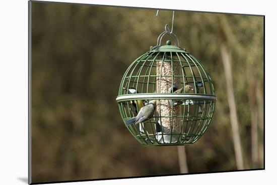 Siskin and Tits on Squirrel Proof Globe Bird Feeder-null-Mounted Photographic Print