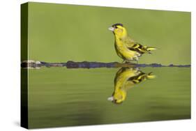 Siskin (Carduelis Spinus) Male at Garden Pool, Scotland, UK, May-Mark Hamblin-Stretched Canvas