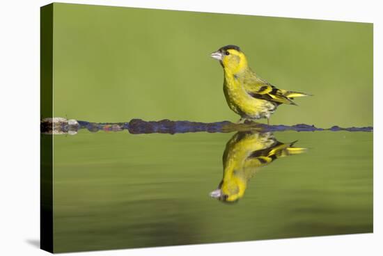 Siskin (Carduelis Spinus) Male at Garden Pool, Scotland, UK, May-Mark Hamblin-Stretched Canvas