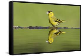 Siskin (Carduelis Spinus) Male at Garden Pool, Scotland, UK, May-Mark Hamblin-Framed Stretched Canvas