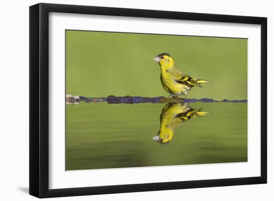 Siskin (Carduelis Spinus) Male at Garden Pool, Scotland, UK, May-Mark Hamblin-Framed Photographic Print