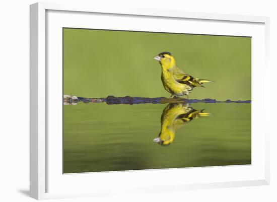 Siskin (Carduelis Spinus) Male at Garden Pool, Scotland, UK, May-Mark Hamblin-Framed Photographic Print