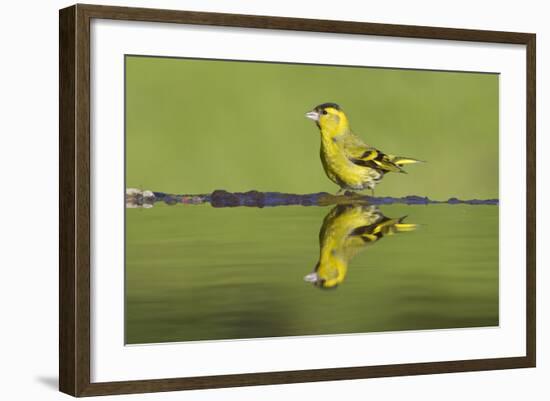 Siskin (Carduelis Spinus) Male at Garden Pool, Scotland, UK, May-Mark Hamblin-Framed Photographic Print