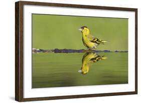 Siskin (Carduelis Spinus) Male at Garden Pool, Scotland, UK, May-Mark Hamblin-Framed Photographic Print