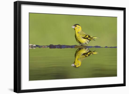 Siskin (Carduelis Spinus) Male at Garden Pool, Scotland, UK, May-Mark Hamblin-Framed Photographic Print