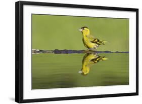 Siskin (Carduelis Spinus) Male at Garden Pool, Scotland, UK, May-Mark Hamblin-Framed Photographic Print