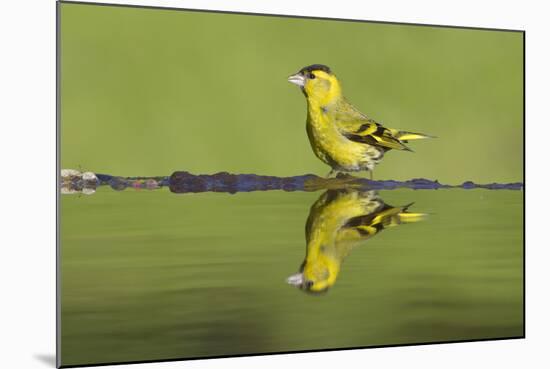 Siskin (Carduelis Spinus) Male at Garden Pool, Scotland, UK, May-Mark Hamblin-Mounted Photographic Print