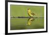 Siskin (Carduelis Spinus) Male at Garden Pool, Scotland, UK, May-Mark Hamblin-Framed Photographic Print