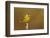 Siskin peched on a lichen covered branch, Scotland, UK-Andrew Parkinson-Framed Photographic Print