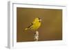 Siskin peched on a lichen covered branch, Scotland, UK-Andrew Parkinson-Framed Photographic Print