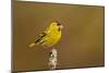 Siskin peched on a lichen covered branch, Scotland, UK-Andrew Parkinson-Mounted Photographic Print