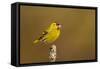 Siskin peched on a lichen covered branch, Scotland, UK-Andrew Parkinson-Framed Stretched Canvas