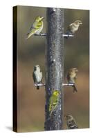 Siskins and Redpolls (Carduelis Flammea) at Niger-null-Stretched Canvas