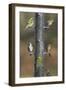 Siskins and Redpolls (Carduelis Flammea) at Niger-null-Framed Photographic Print